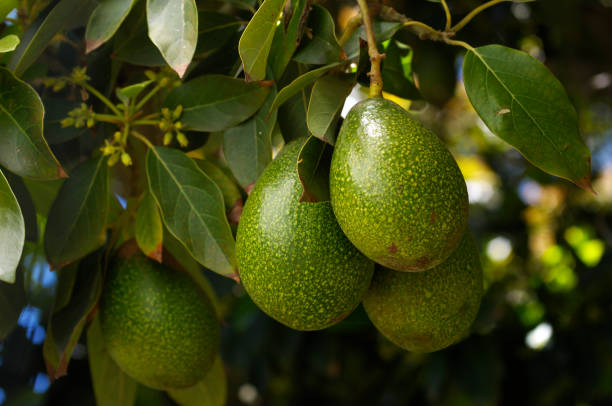 How to Grow an Avocado Tree: A Step-by-Step Guide