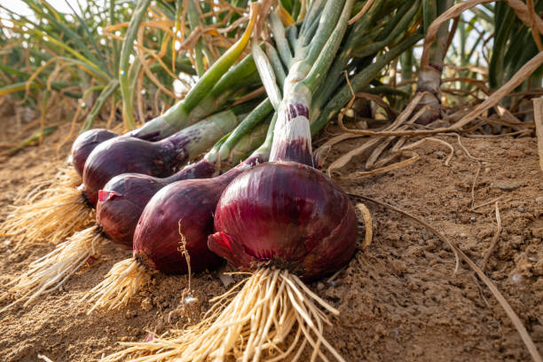 How Long Do Onions Take to Mature? Everything You Should Know